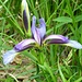Giaggiolo susinario (iris graminea)