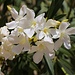Blühender Oleander (Nerium oleander).