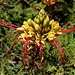 Blüten vom Paradiesvogelbusch (Caesalpinia gilliesii) der ursprünglich aus Argentinien und Uruguay ins Mittelmeergebiet eingeführt wurde.