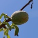 Frucht des Mandelbaum (Prunus dulcis).