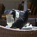 Valletta: Hungrige Tauben fressen die Essensreste bevor der Kellner abräumt :-)