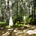 typisches Gelände im Forst-kleine moosbewachsene Felsen und ein aufgelockerter Wald