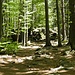 immer wieder Felsen im Wald