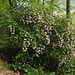 Kolkwitzie (Kolkwitzia amabilis), ein Geissblattgewächs