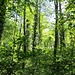 Im grünen Wald