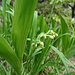Maiglöckchen (Convallaria majalis) kurz vor der Blüte