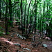 nel bosco verso il pass dal Giuff