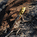 Gelber Kopf, orange Schultern, eine schöne Namibische Felsagame (Weibchen)