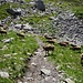 Geissen queren den Wanderweg vom Chaisertor hinunter zur Lidernenhütte