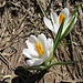 Frühlings-Krokus (Crocus albiflorus)