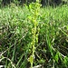 Grosses Zweiblatt (Listera ovata)