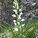 Langblättriges Waldvögelein (Cephalanthera longifolia)