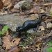 Dem Alpensalamander (Salamandra atra) gefällt das nasse Wetter. Im Wald oberhalb L'Etivaz sah ich etwa 10 Tiere die den Wanderweg kreuzten.