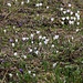 Als ich den Wadld hinter mir gelassen hatte empfing mich eine herrliche Blumenwiese mit  Frühlings-Krokussen (Crocus vernus).