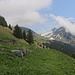 Bei den Ruinen eines Alpgebäudes (P.1750m) sah ich erstmals den Col de Jable (1884m) von dem der eigentliche Aufstieg zur Gummfluh beginnt.