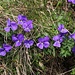  Langsporn-Veilchen (Viola calcarata).