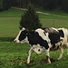 eine schöne Holsteiner-Kuh im Galopp