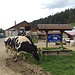 Grosse Ronde - ein Milchkuhbetrieb mit schönen Holsteinern