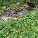 Der kleine Bach Ruisseau des Entreportes fliesst ins nahe Pontarlier