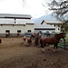cavalli all'azienda agricola di Foglias