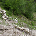 Schafe, die durch den 1.5 km langen Stollen ins Baltschiedertal getrieben werden