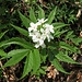 Cardamine heptaphylla (Vill.) O.E.Schulz<br />Brassicaceae<br /><br />Dentaria pennata.<br />Dentaire à sept feulles.<br />Fiedereblättrige Zahnwurz.