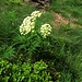Molopospermum peloponnesiacum (L.) W.D.J.Koch<br />Apiaceae<br /><br />Cicutaria fetida.<br />Moloposperme du Péloponnèse.<br />Striemensame.