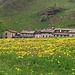 Le baite dell'Alpe di Biandino con i pascoli ricoperti di Tarassaco in fiore.