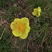 Pulsatilla alpina subsp. apifolia (Scop.) Nyman<br />Ranunculaceae<br /><br />Pulsatilla sulfurea.<br />Pulsatille soufrée.<br />Schwefel-Anemone.<br />