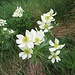 Anemone narcissiflora L.<br />Ranunculaceae<br /><br />Anemone narcissino.<br />Anémone à fleurs de narcisse.<br />Narzissen-Windroeschen.