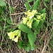 Primula elatior (L.) s.str.<br />Primulaceae<br /><br />Primula maggiore.<br />Primevère élevée.<br />Wald-Schlüsselblume.