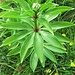 Lilium martagon L.<br />Liliaceae<br /><br />Giglio martagone.<br />Lys martagon.<br />Türkenbund.