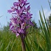 orchidea maschio