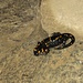 Una salamandra nella cripta di San Vincenzo.