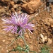 eine überraschende Blumenvielfalt - der ungewohnten Art - treffen wir in der "Dürre" auf Mallorca an