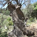 Methusalem - wohl Hundert(e) Jahre alt ist dieser Olivenbaum