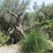 Olivenbäume allenthalben - und in beinahe jeder Grösse