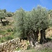 mächtige, alte, Olivenbäume - in terrassierten Feldern