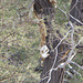 Leoparden verzehren ihre Beute auf Bäumen, hier wurde dann das Fell des Opfers noch schön drapiert