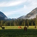 Friedvolle Morgenstimmung im Graswangtal mit Durchblick zur Zugspitze