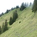 Steile Grashänge unter'm Hennenkopf 