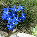 Flora Alpi Apuane