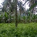 Inside the forest plantations of banana, Maitum,Sarangani,Mindanao.