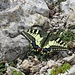 dieser, und viele andere Schmetterlinge bevölkern in Mallorca stets die Gipfel