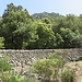 typische Tramuntana-Landschaft - mit kunstvollen Trockenmauern und vielen Steineichen ...