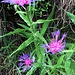 Centaurea montana L.<br />Asteraceae<br /><br />Fiordaliso montano.<br />Centaurée des montagnes.<br />Berg-Flockenblume.<br />