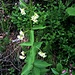 Vincetoxicum hirundinaria Medik.<br />Apocynaceae (incl. Asclepiadaceae)<br /><br />Vincetossico comune.<br />Dompte-venin officinale.<br />Schwalbenwurz.