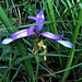 Iris graminea L.<br />Iridaceae<br /><br />Giaggiolo susinario.<br />Iris graminée.<br />Grasblättrige Schwertlilie.