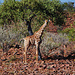 Ein Giraffenkalb staunt