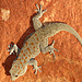 Namib Taggecko